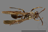 ǦW:Parapolybia nodosa