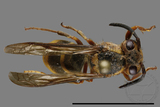 ǦW:Vespula arisana