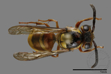 ǦW:Vespula arisana