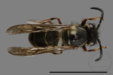 ǦW:Vespula flaviceps