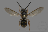 ǦW:Vespula flaviceps