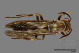 ǦW:Parapolybia nodosa