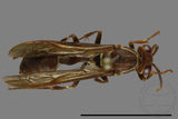 ǦW:Parapolybia nodosa