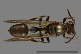 ǦW:Parapolybia nodosa