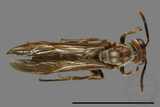 ǦW:Parapolybia nodosa