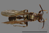 ǦW:Parapolybia nodosa