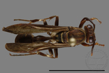 ǦW:Parapolybia nodosa