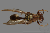 ǦW:Parapolybia nodosa