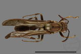 ǦW:Parapolybia nodosa