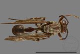 ǦW:Parapolybia nodosa