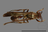 ǦW:Parapolybia nodosa