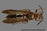 ǦW:Parapolybia nodosa