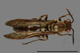 ǦW:Parapolybia nodosa