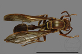 ǦW:Parapolybia nodosa