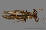 ǦW:Parapolybia nodosa