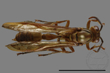 ǦW:Parapolybia takasagona