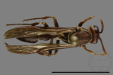 ǦW:Parapolybia nodosa