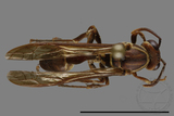 ǦW:Parapolybia nodosa