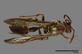 ǦW:Parapolybia nodosa