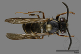 ǦW:Vespula flaviceps