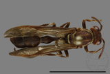 ǦW:Parapolybia nodosa