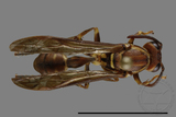 ǦW:Parapolybia nodosa