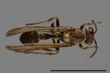 ǦW:Parapolybia nodosa