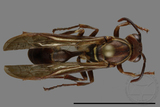 ǦW:Parapolybia nodosa