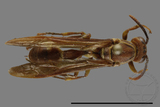 ǦW:Parapolybia varia