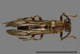 ǦW:Parapolybia nodosa