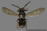 ǦW:Vespula flaviceps