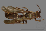 ǦW:Parapolybia nodosa