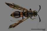 ǦW:Symmorphus hoozanensis