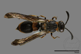 ǦW:Symmorphus hoozanensis