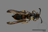 ǦW:Symmorphus hoozanensis