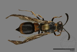 ǦW:Symmorphus hoozanensis