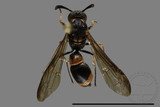 ǦW:Symmorphus hoozanensis