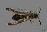 ǦW:Symmorphus hoozanensis