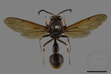 ǦW:Oreumenes decoratus