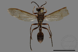 ǦW:Parapolybia nodosa