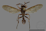 ǦW:Parapolybia nodosa