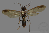 ǦW:Tenthredinidae sp.