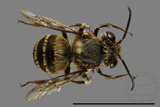 ǦW:Habropoda sp.