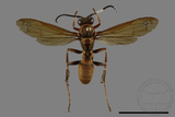 ǦW:Polistes formosanus