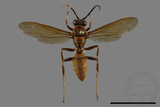 ǦW:Polistes formosanus