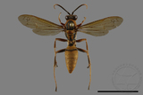 ǦW:Polistes formosanus