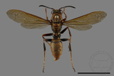 ǦW:Polistes formosanus