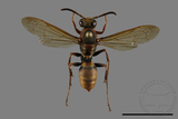 ǦW:Polistes takasagonus