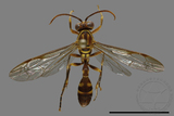 ǦW:Parapolybia varia