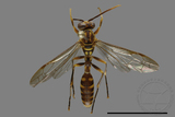 ǦW:Parapolybia varia